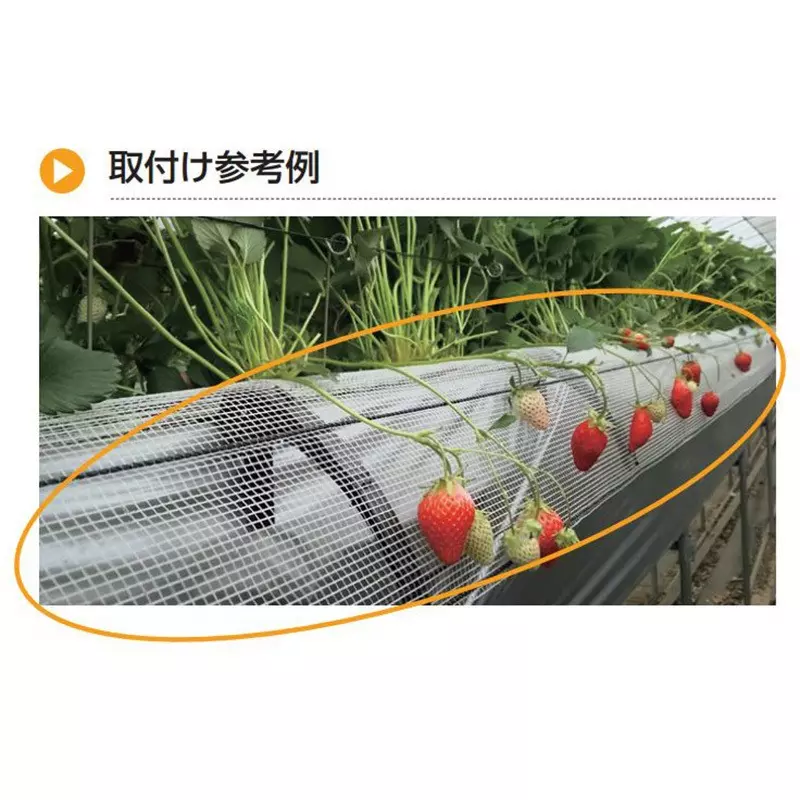 Buy takigen-strawberry-net-29447917 TAKIGEN Strawberry Net Polyethylene 50 m Length, CP-656-N-1
