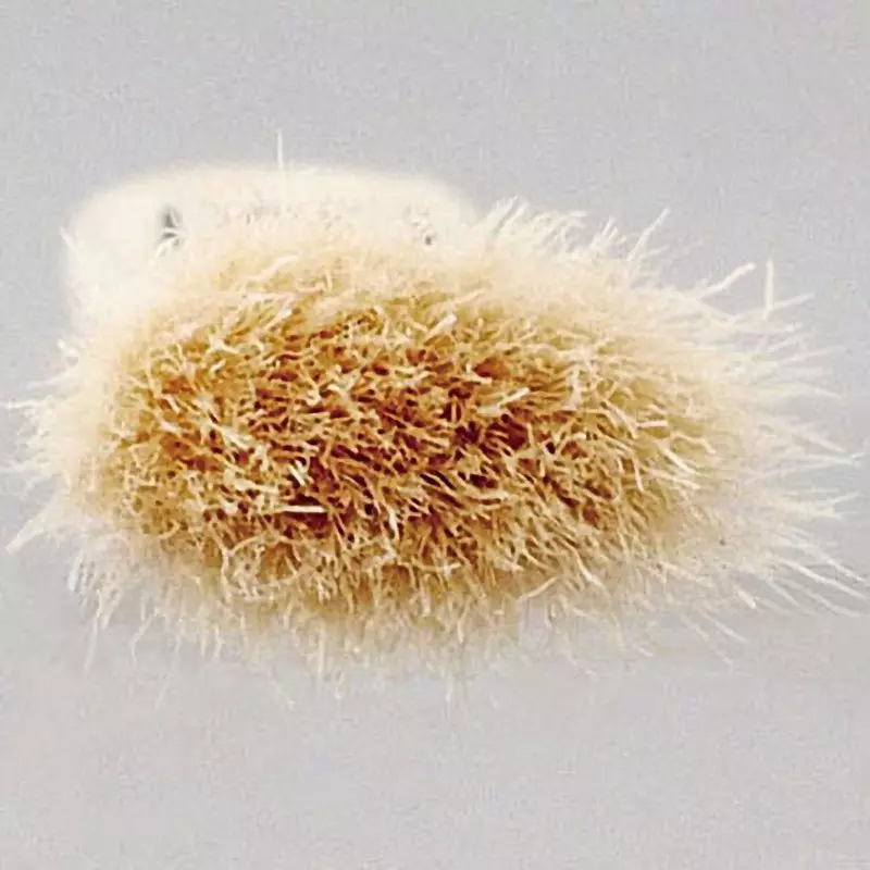 monotaro-brush-for-hobby-use-28-mm-length-hobby-white-5