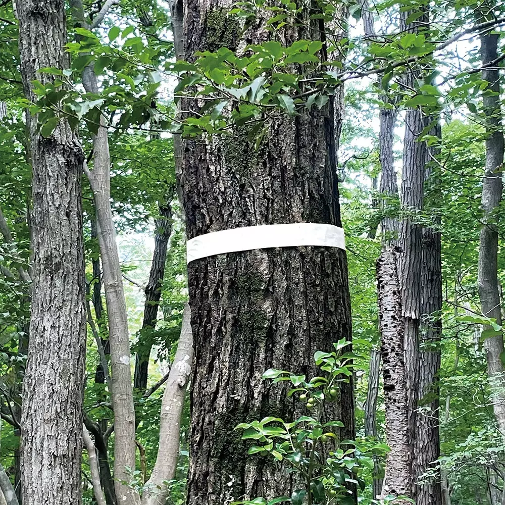 shinwa-rules-marking-tape-74126