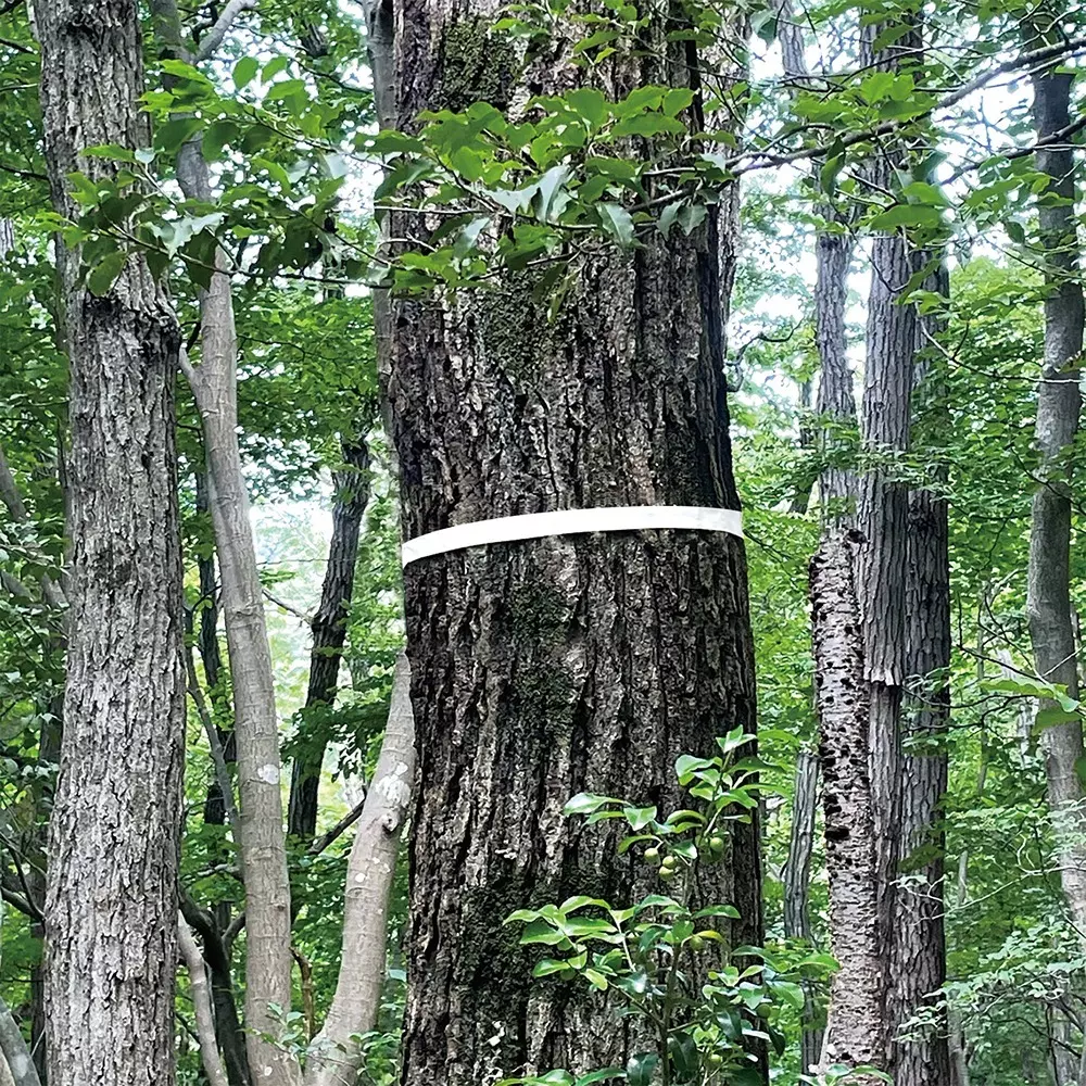 shinwa-rules-marking-tape-74193