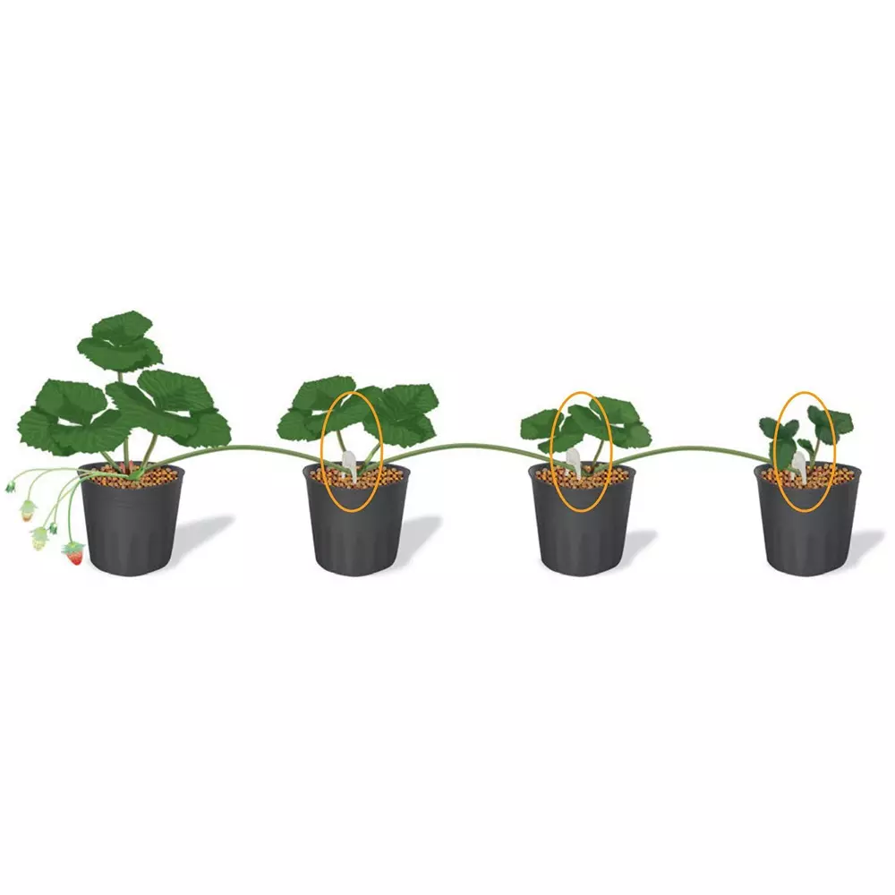 TAKIGEN Runner Catch Polypropylene 65 mm Length for Dividing Strawberries, CP-651-1-Purple (500 Pcs x 6 Bags)