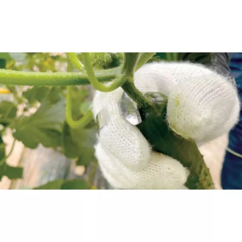 TAKIGEN Index Finger Harvest Cutter Free Size, C-1693-A