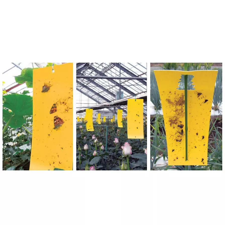 TAKIGEN Mushi Lock (Insect Trap Sheet) 100x233 mm, C-617-B-100-Yellow (Pack of 100 Sheets)