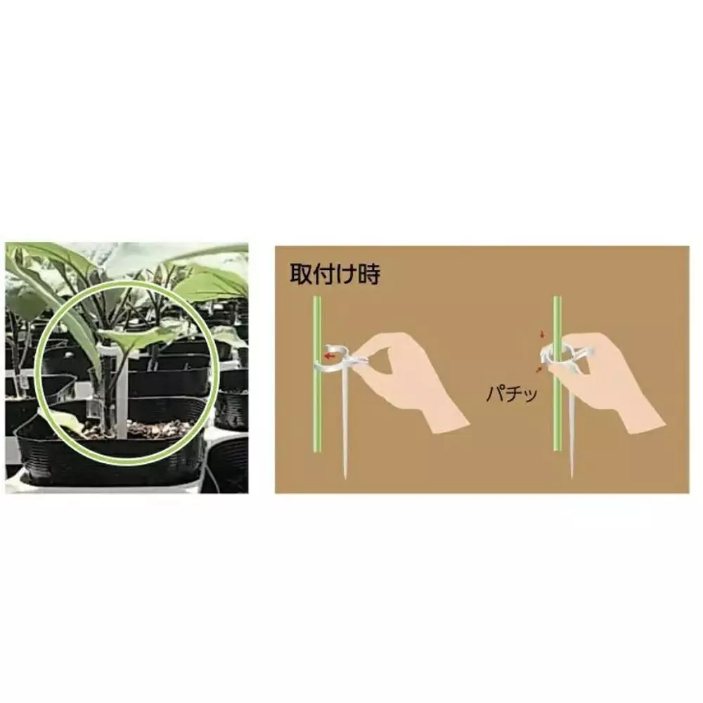TAKIGEN Stem Sasae-San, CP-615-2 White (Set of 250 Pcs)
