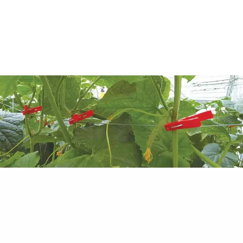 TAKIGEN Cookie Clip Polypropylene for Guiding Cucumbers, CP-699-1 (Pack of 100 Pcs)
