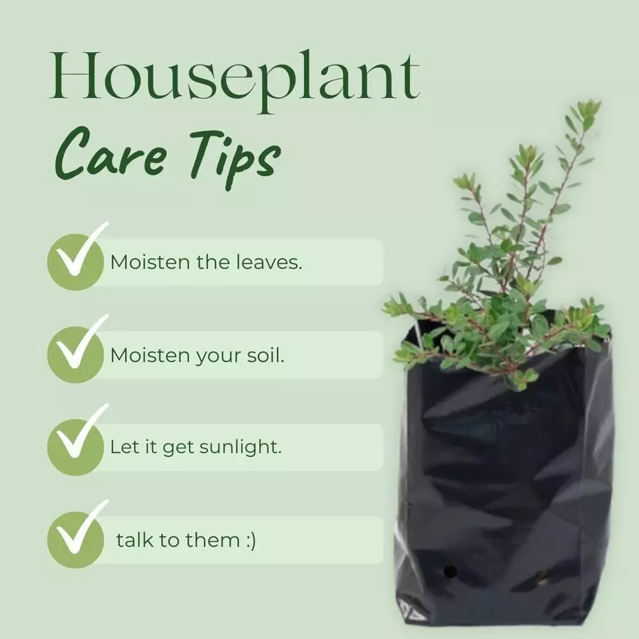 singhal-plant-grow-bags-9x10-inch-black-hdpe-pack-of-100-pcs