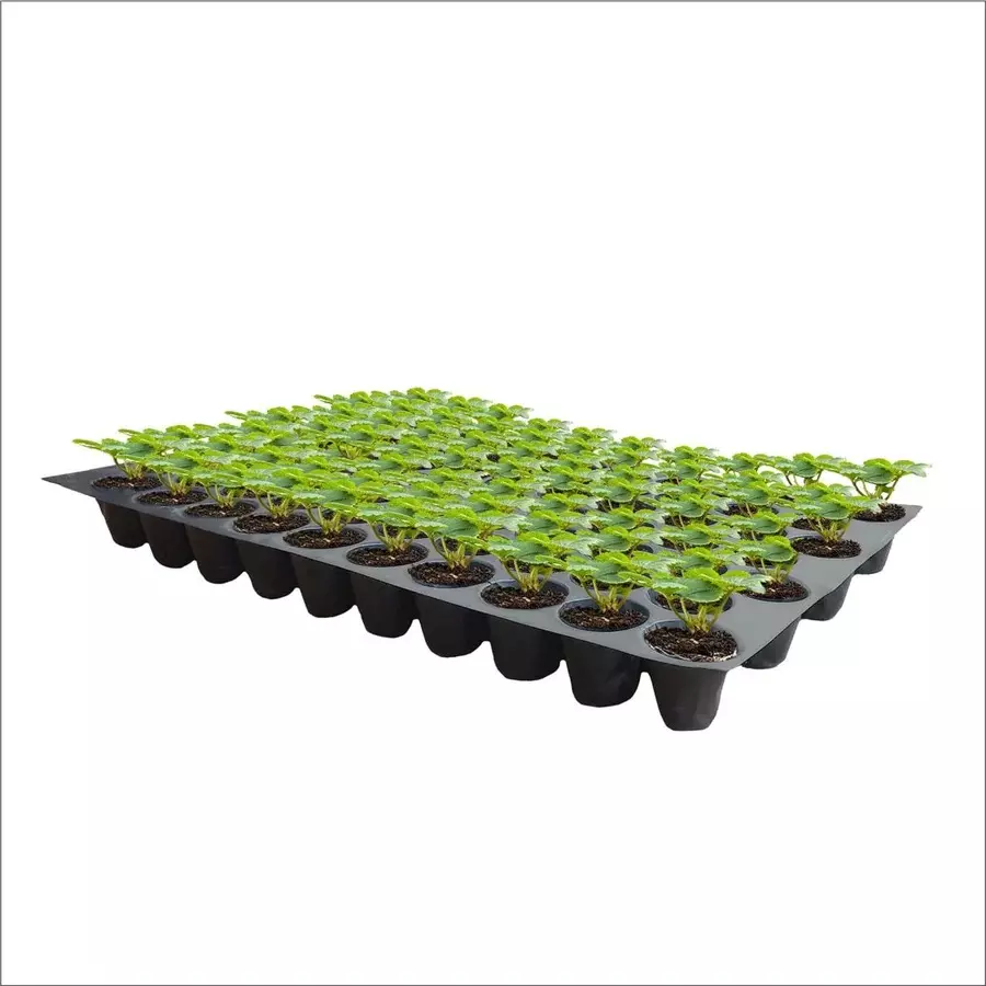 singhal-seedling-tray-high-density-reusable-plastic-eco-friendly-70-holes-black-pack-of-40-trays