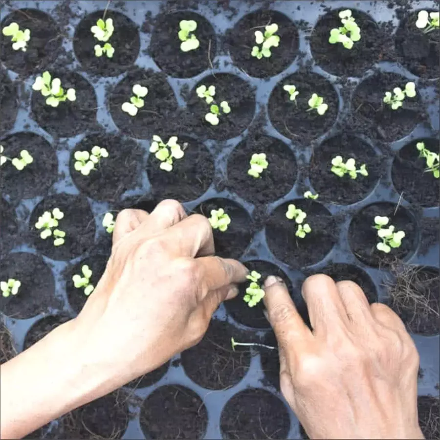 singhal-seedling-tray-high-density-reusable-plastic-eco-friendly-70-holes-black-pack-of-50-trays