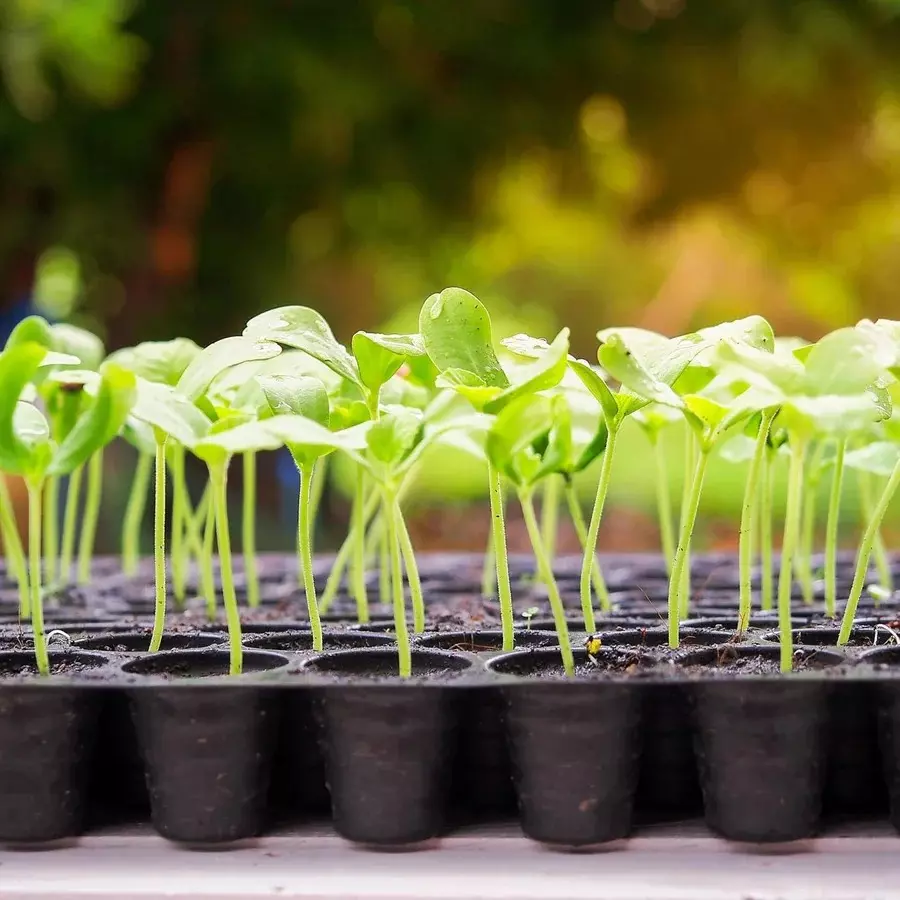 singhal-seedling-tray-high-density-reusable-plastic-eco-friendly-70-holes-black-pack-of-30-trays