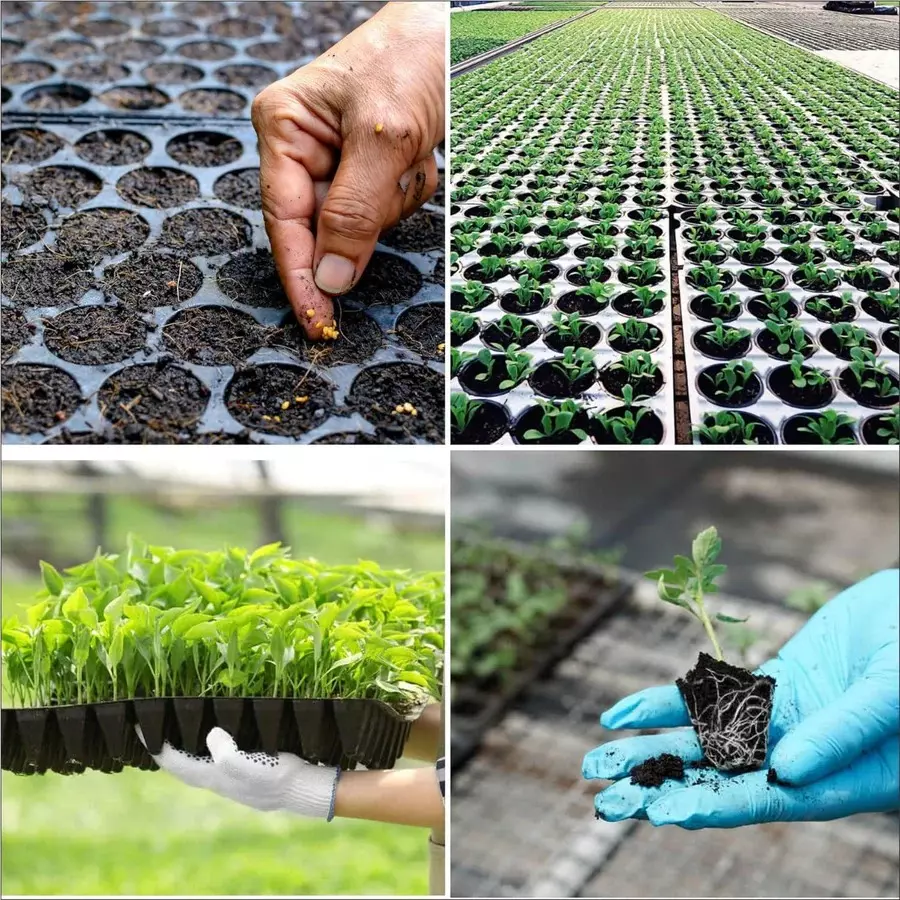 singhal-seedling-tray-high-density-reusable-plastic-eco-friendly-98-holes-black-pack-of-25-trays