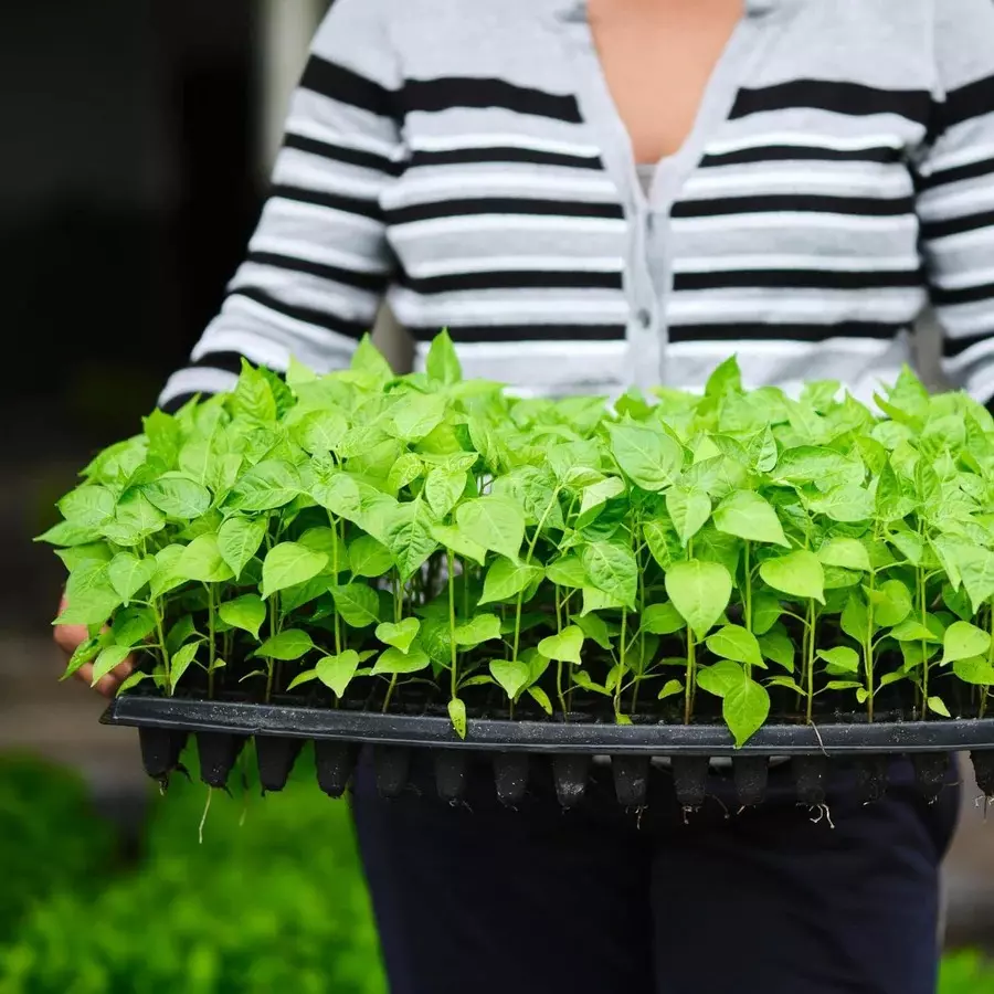 singhal-seedling-tray-high-density-reusable-plastic-eco-friendly-98-holes-black-pack-of-25-trays