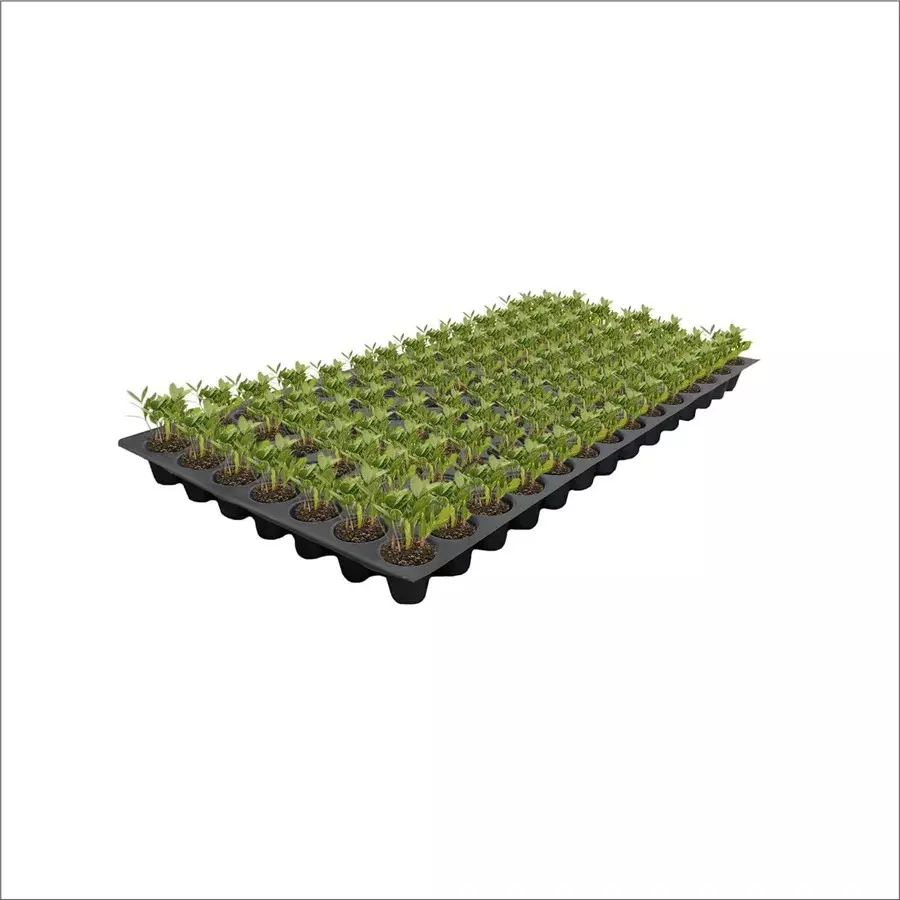 singhal-seedling-tray-high-density-reusable-plastic-eco-friendly-98-holes-black-pack-of-30-trays