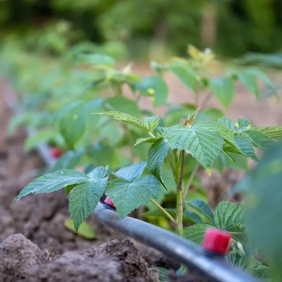 singhal-drip-irrigation-pipe-uv-stabilized-high-quality-polyethylene-20-mm-x-100-m-black