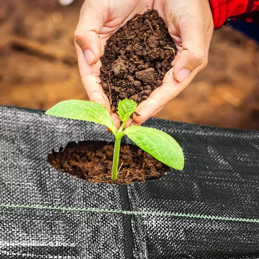 singhal-weed-control-barrier-sheet-mat-heavy-duty-polypropylene-4x50-m-size-black-wmb_4x50