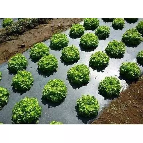 singhal-premium-mulching-film-sheet-1-mx400-m-lldpe-ldpe-virgin-plastic-20-micron