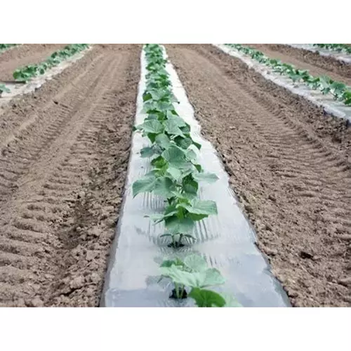 singhal-premium-mulching-film-sheet-12-mx400-m-lldpe-ldpe-virgin-plastic-20-micron