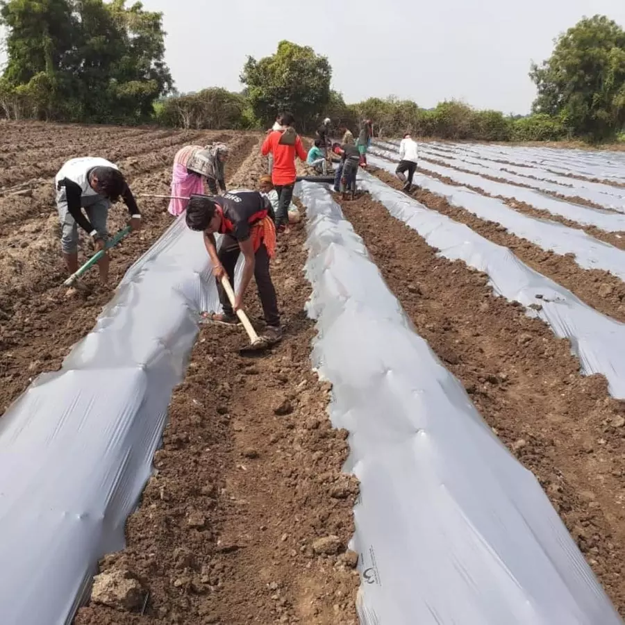 singhal-premium-mulching-film-sheet-12-mx400-m-lldpe-ldpe-virgin-plastic-20-micron