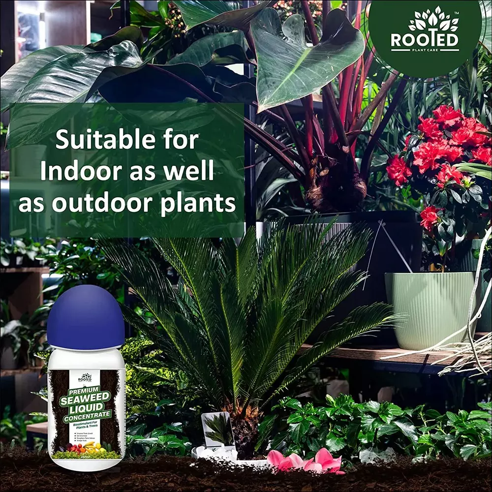 Rooted Premium Seaweed Concentrate 1 L Bottle Liquid Form for ‎Plant Growth, Soil Conditioning, ROOTED_PSLC_1L