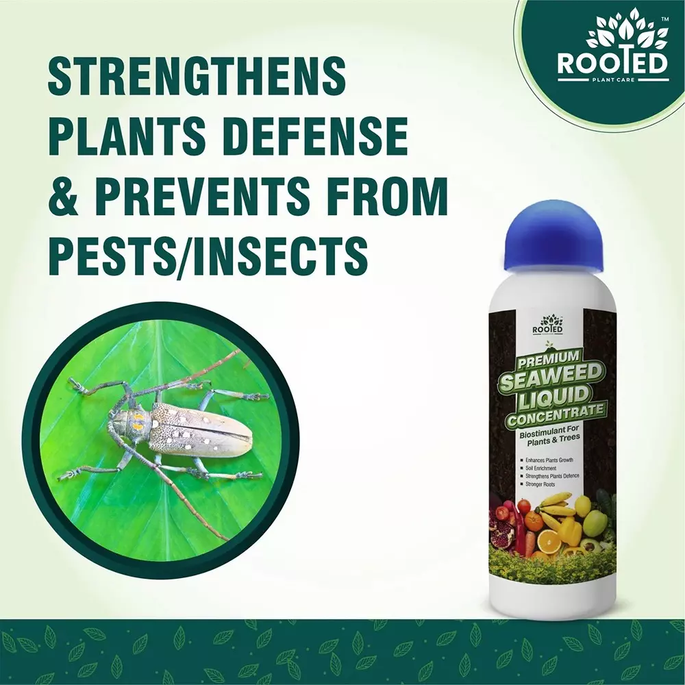 Rooted Premium Seaweed Concentrate 1 L Bottle Liquid Form for ‎Plant Growth, Soil Conditioning, ROOTED_PSLC_1L