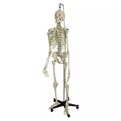 WKM 1.52 m (5 Feet) High White PVC Articulated Human Skeleton on Stand KTBR386