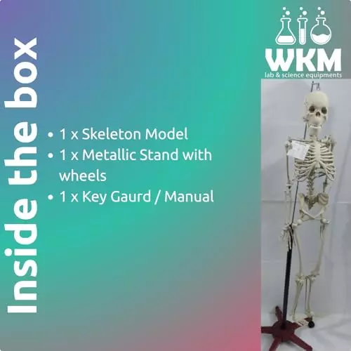 wkm-152-m-5-feet-high-white-pvc-articulated-human-skeleton-on-stand-ktbr386