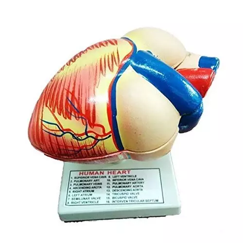 WKM Multicolor Poly Fiber Resin Dissectable Human Heart Model for Educational Purpose KTN78