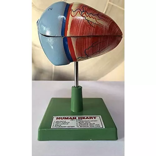 wkm-multicolor-poly-fiber-resin-dissectable-human-heart-model-for-educational-purpose-ktn78
