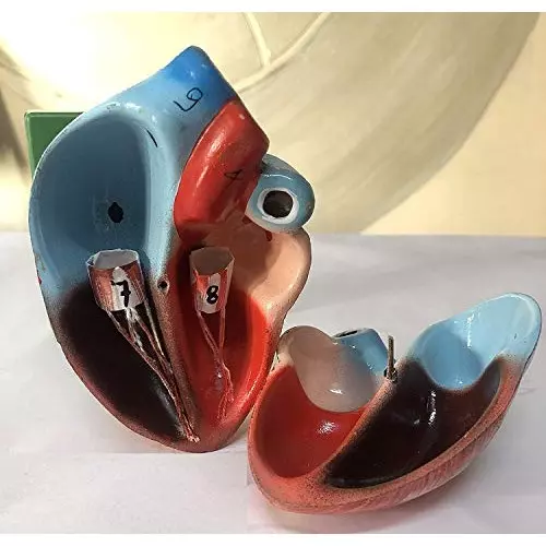 wkm-multicolor-poly-fiber-resin-dissectable-human-heart-model-for-educational-purpose-ktn78