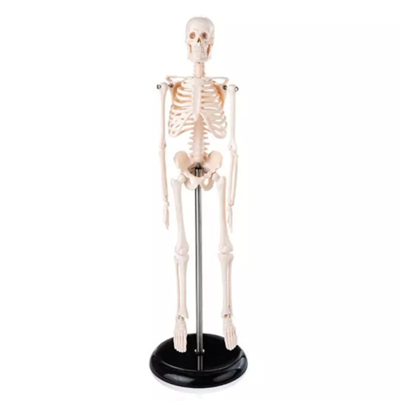 MODELSCART Mini Skeleton Model PVC Plastic, Size 45 cm Mounted on Stand for Medical Education & Training, XC-103