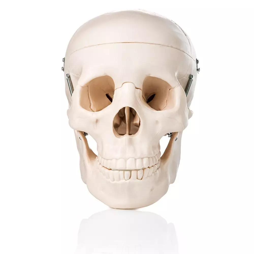 MODELSCART Life Size Human Skull Model Made of PVC Plastic for Medical Education and Training, XC-104