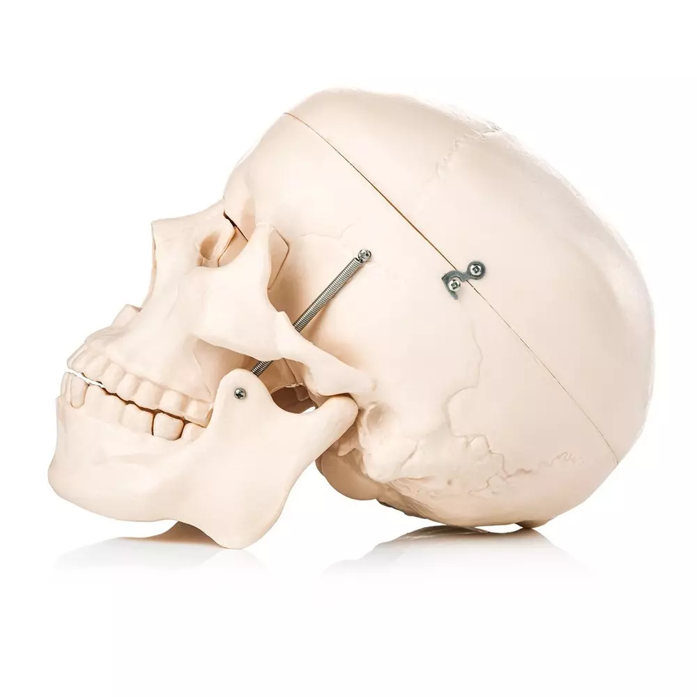 modelscart-life-size-human-skull-model-made-of-pvc-plastic-for-medical-education-and-training-xc-104