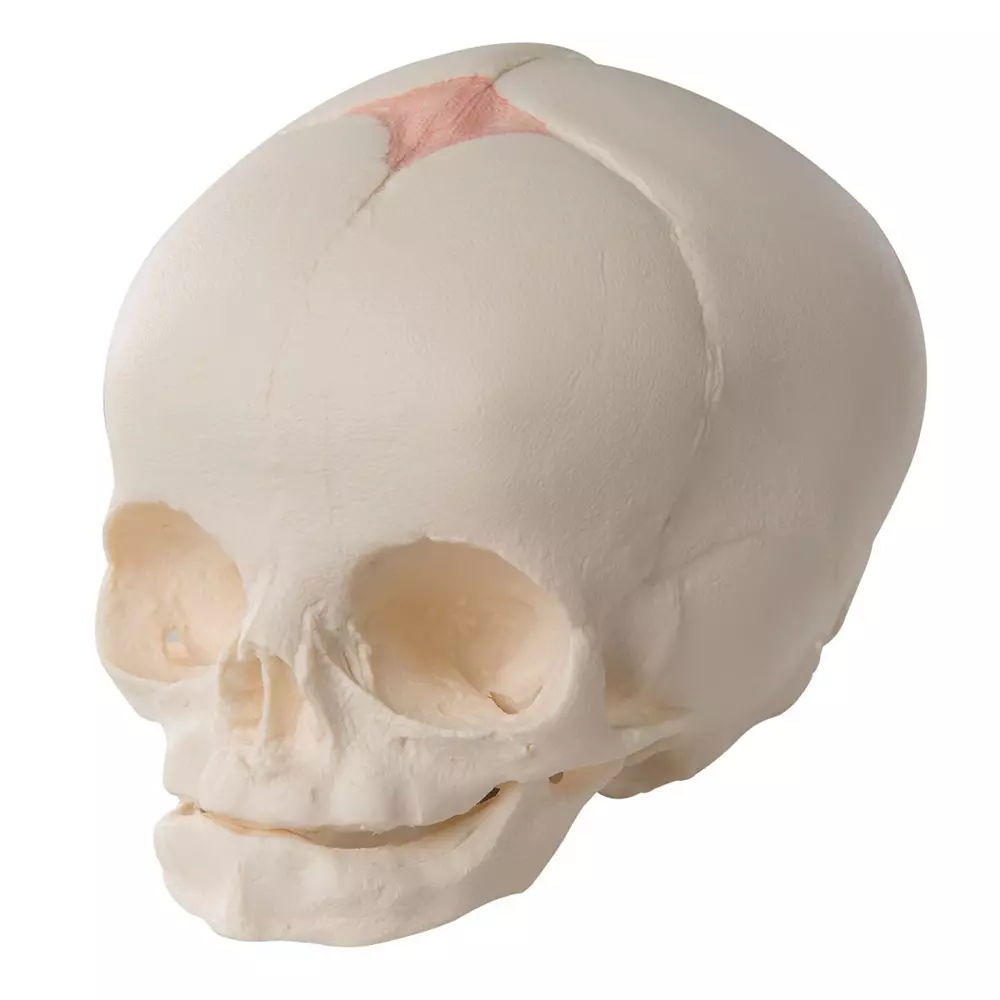 MODELSCART Life Size Fetal Skull Model Made of Casting for Medical Education & Training Purpose, RX-116