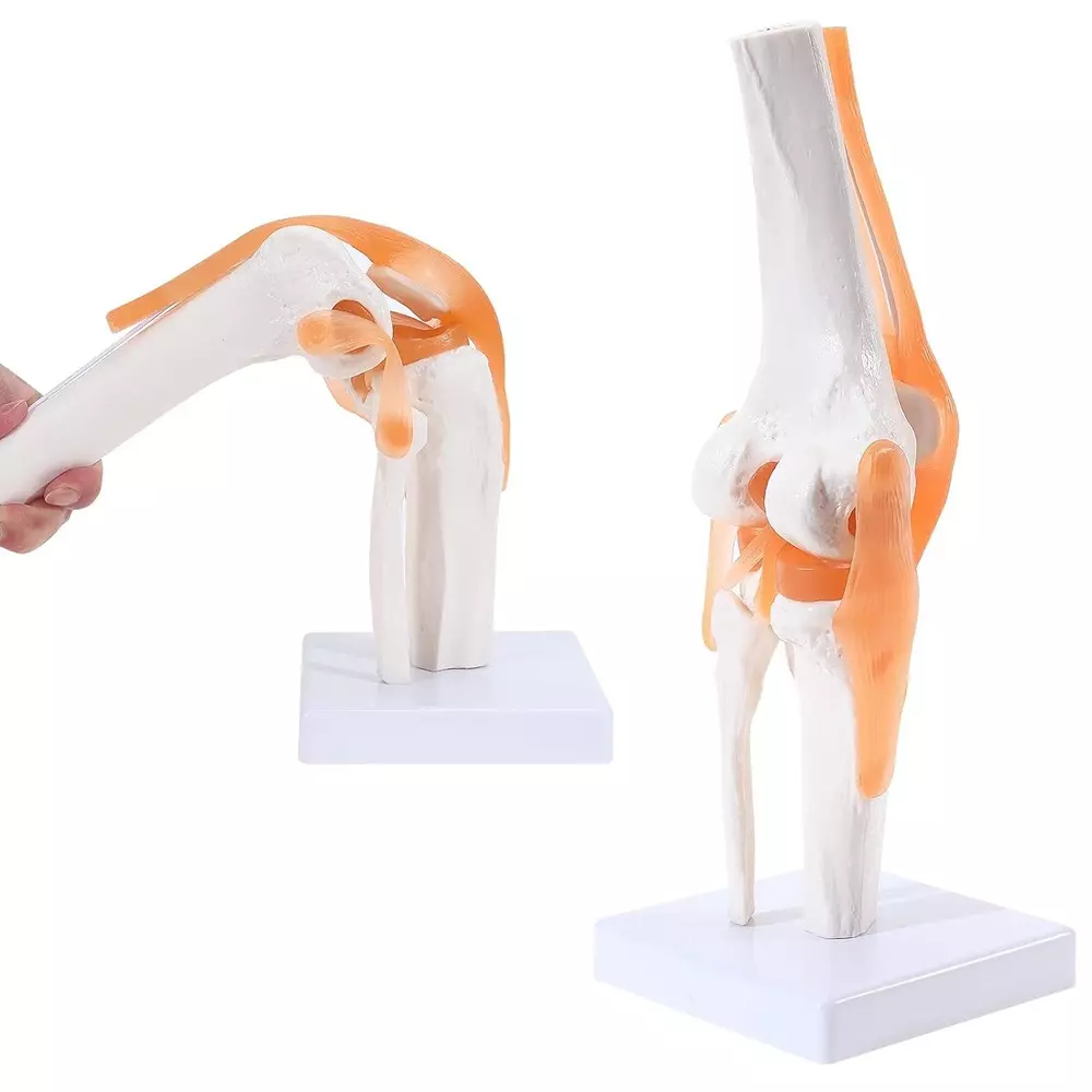 MODELSCART Life Size Knee Joint Model Made of PVC, Plastic Base Mounting for Medical Education, XC-111