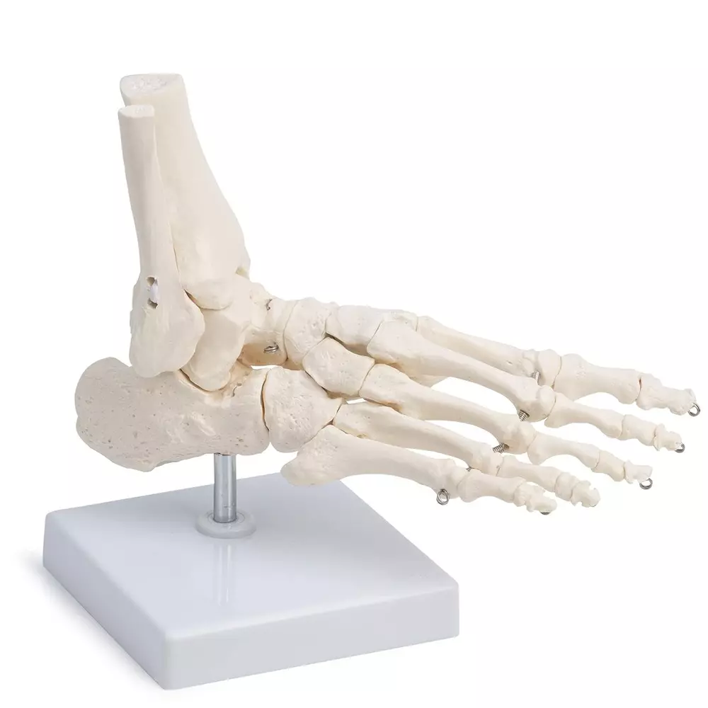 MODELSCART Life Size Foot Joint Model Made of PVC Plastic, Mounted on Stand for Medical Education, XC-113