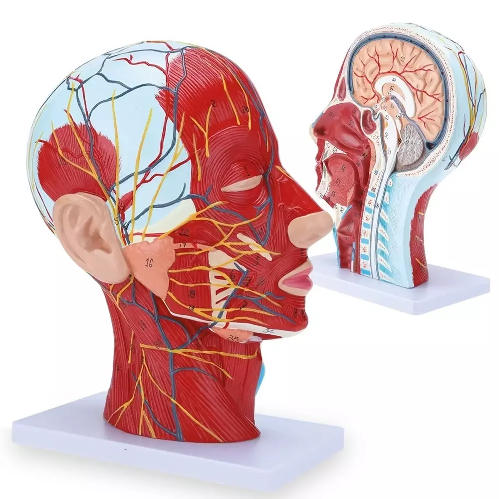 MODELSCART Life Size Half Head Anatomical Model Made of PVC, Plastic Base Mounting for Medical Education, RX-A18210