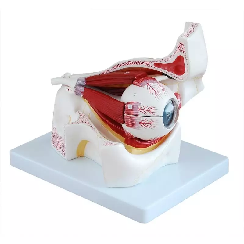 MODELSCART Eye with Orbit, 3 Times Life Size Made of PVC, Mounted on Plastic Base for Medical Education, XC-316B
