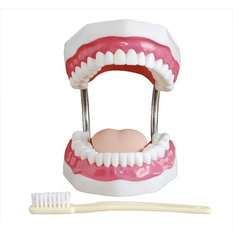 MODELSCART Dental Care Model 32 Teeth, 3 Times Life Size, Made of PVC Plastic for Medical Education & Training, XC-403A