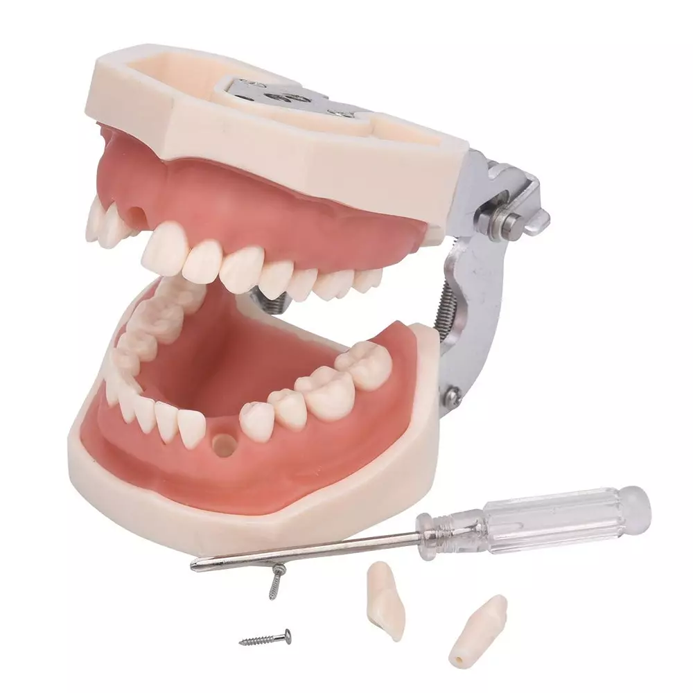 MODELSCART Dental Practice Typodont Model 28 Teeth, Life Size, Made of PVC Plastic for Medical Education & Training, RX-4033