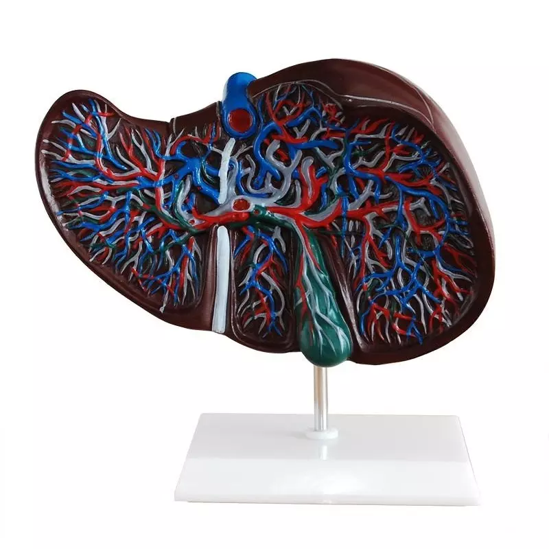 MODELSCART Life Size Liver Model Made of PVC Plastic, Mounted on Stand for Medical Education, XC-312