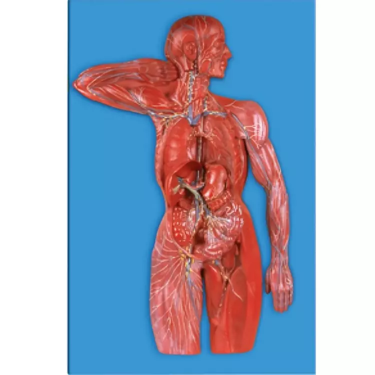 MODELSCART Lymphatic System, Made of PVC Plastic for Medical Education & Training, RX-A16011