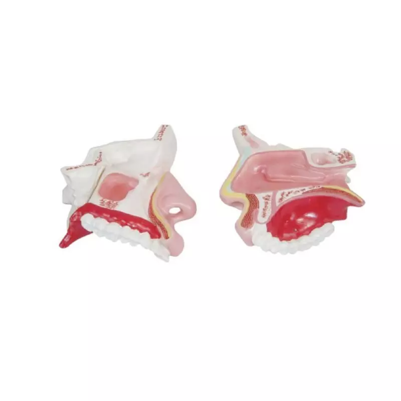 MODELSCART Nasal Cavity Model, 0.5 Times Natural Size Made of PVC Plastic for Medical Education & Training, XC-309