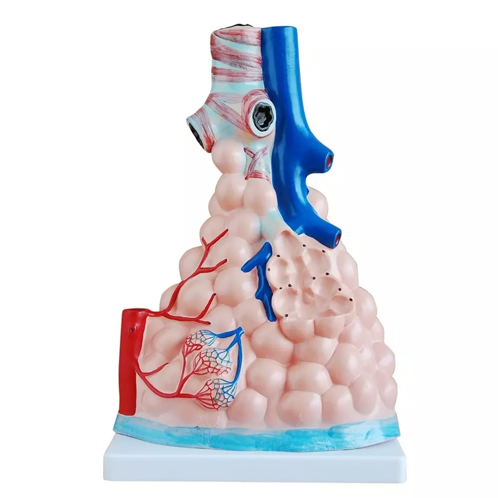 MODELSCART Magnified Pulmonary Alveoli Model, Size 26x15x35 cm Made of PVC, Mounted on Plastic Base for Medical Education, XC-302