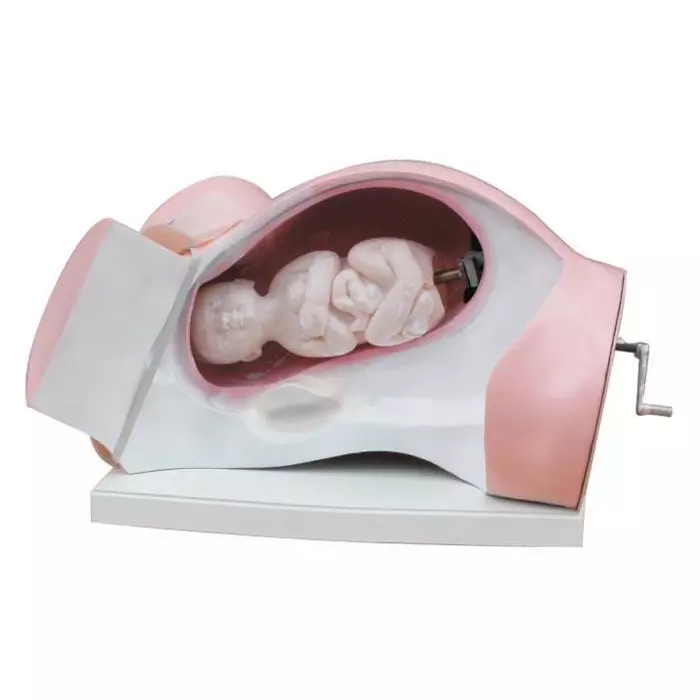 MODELSCART Leopold Maneuvers Simulator Model Course of Delivery for Demonstrating the Whole Delivery Process, XC-402