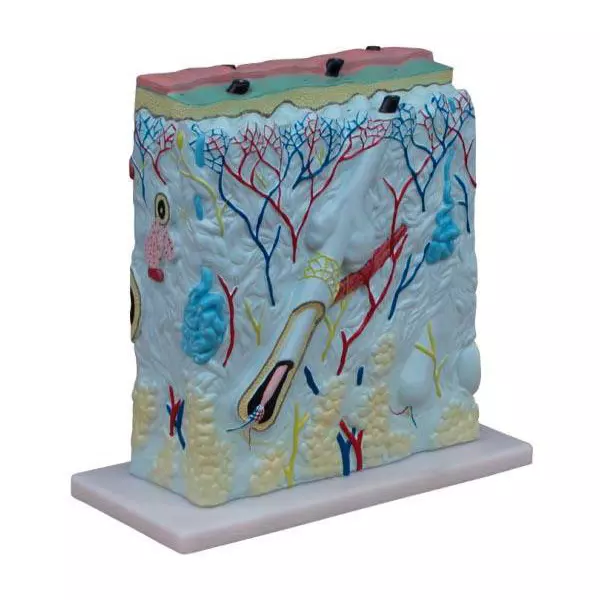 MODELSCART Enlarged Skin Model, Size 27 × 10 × 31 cm Made of PVC, Mounted on Plastic Base for Medical Education, XC-313