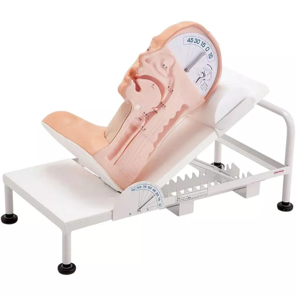 MODELSCART Swallow Mechanism Simulator PVC Body for Training Medical Students, RX-H88