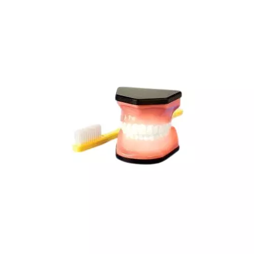 WKM Assorted Color PVC Dental Teeth Care Model with Tooth Brush KT03