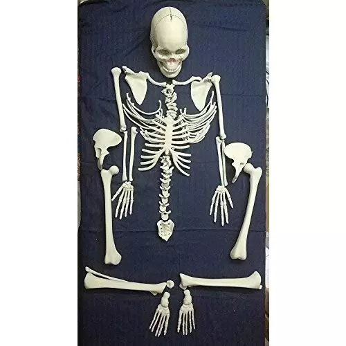 WKM 1.52 m (5 Feet) White PVC Dis Articulated Human Skeleton Model for Educational Purpose KTN174