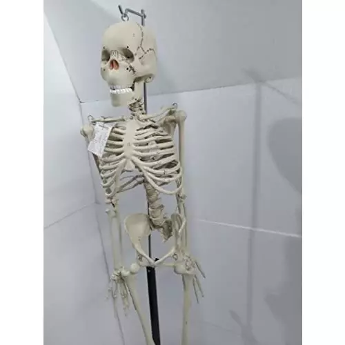 wkm-5-feet-tall-pvc-articulated-human-skeleton-model-for-educational-purpose