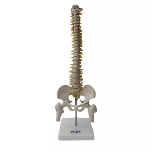 WKM 21 inch Tall Multicolor PVC Human Vertebral Column Anatomy Spine Model for Educational Purpose