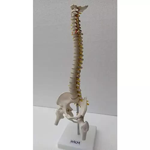 wkm-21-inch-tall-multicolor-pvc-human-vertebral-column-anatomy-spine-model-for-educational-purpose